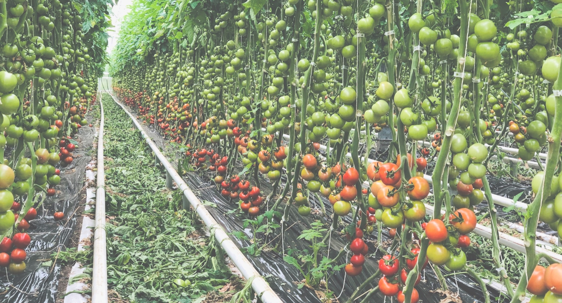 Des légumes bio pour la restauration collective