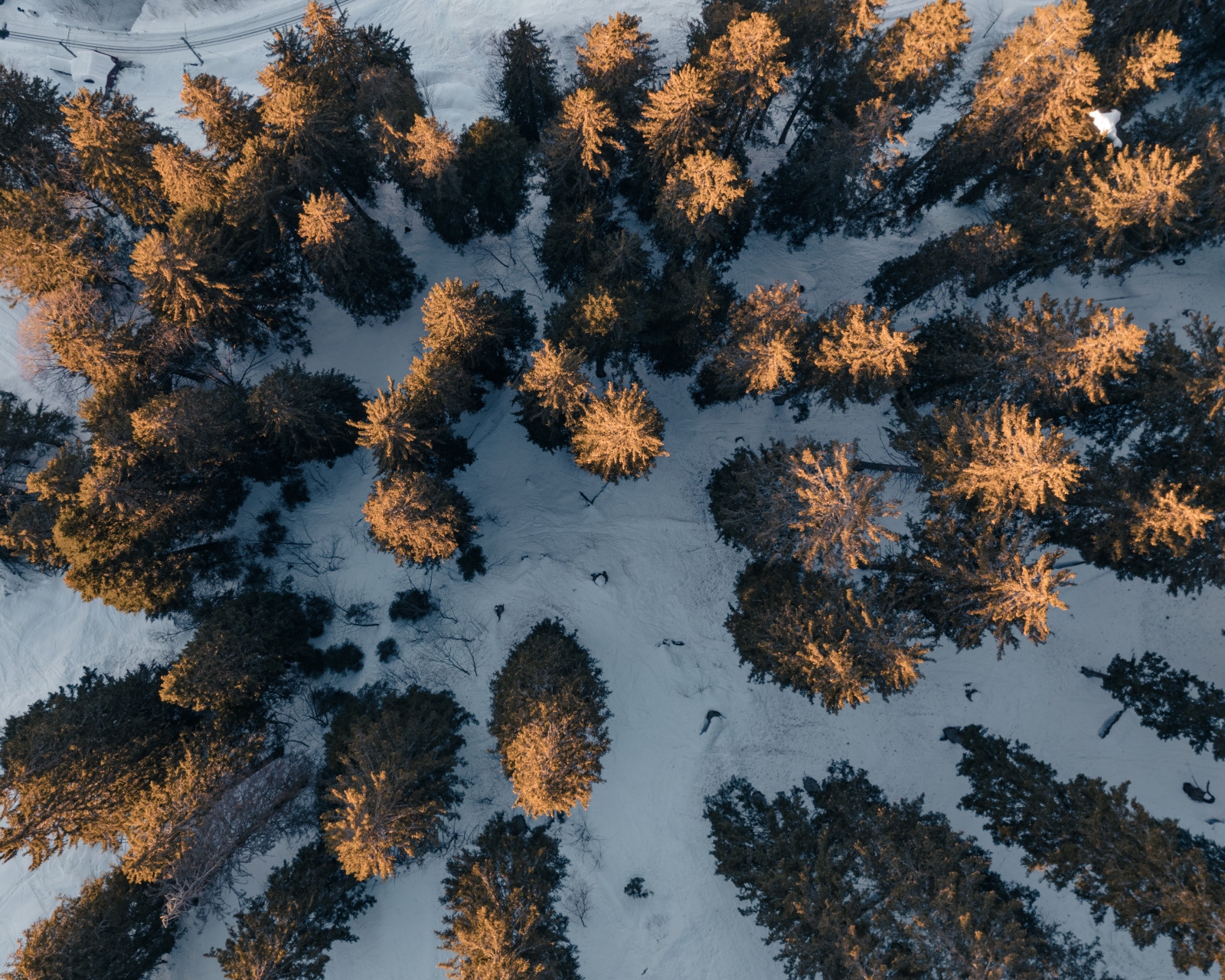 sapins en hiver vue aérienne