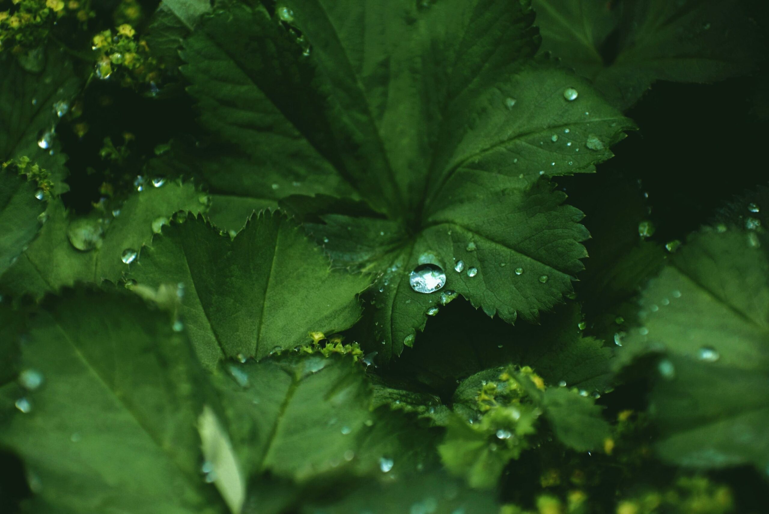 plante d'alchémille